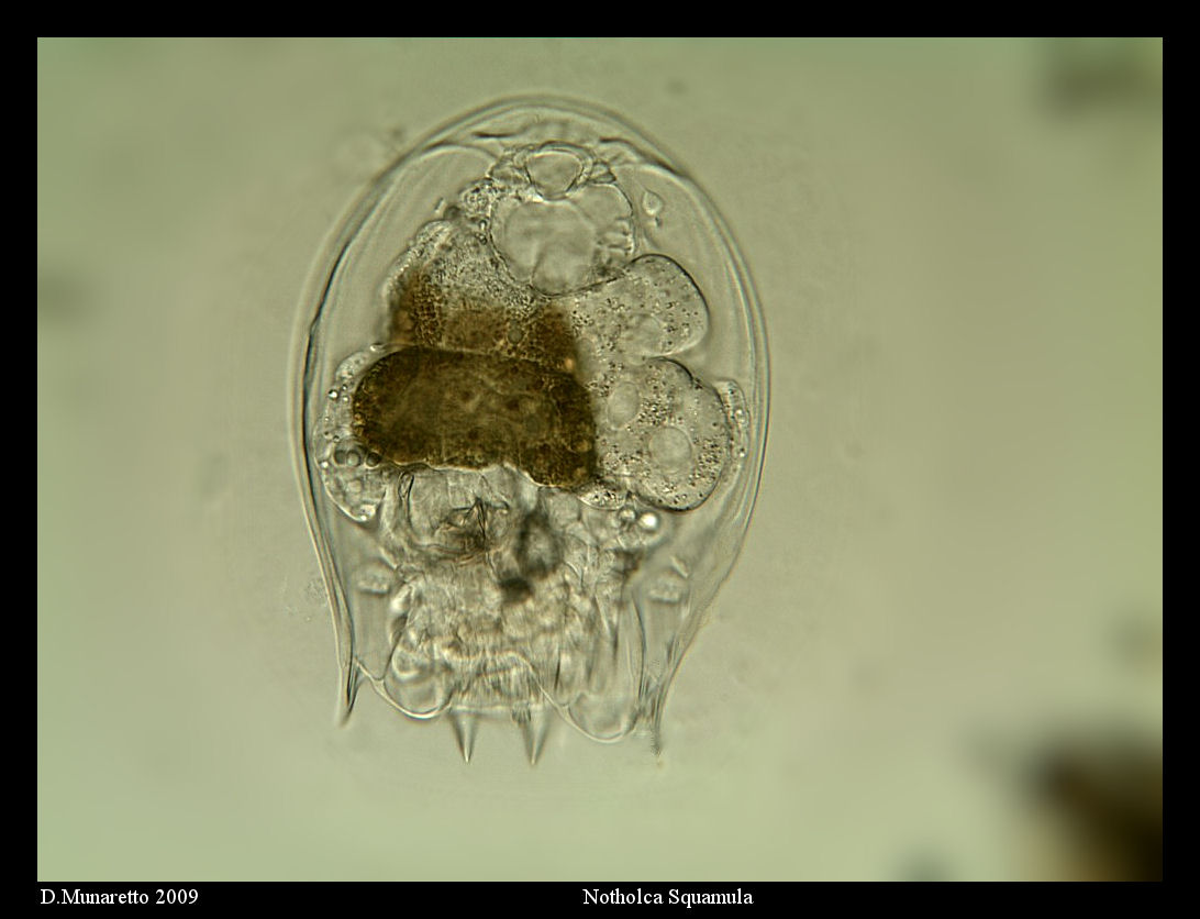 Notholca Squamula